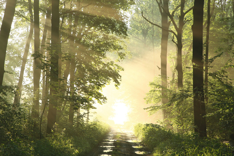 PAPERFLOW Wandbild , Wald, , aus Plexiglas