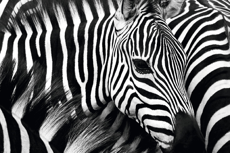 PAPERFLOW Wandbild , Zebra, , aus Plexiglas
